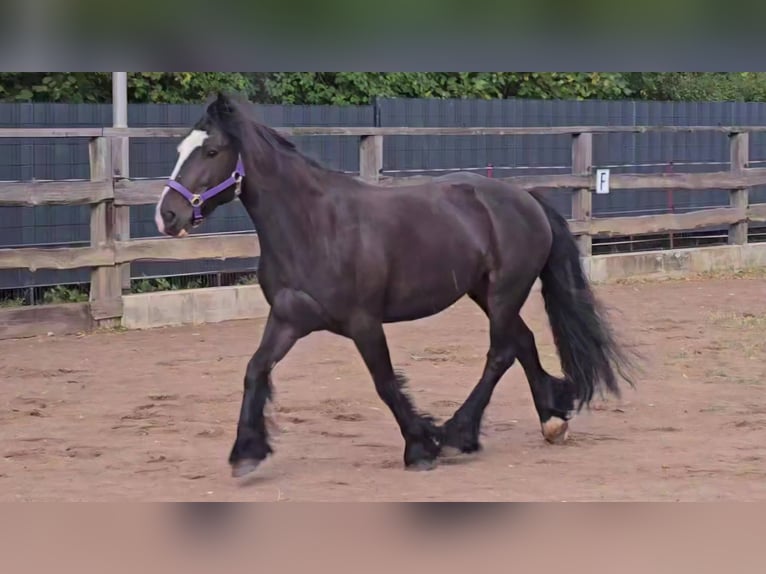 Cob Castrone 9 Anni 146 cm Morello in Lauenhagen Lauenhagen