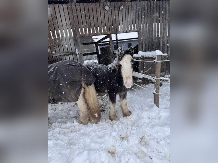 Cob Étalon 1 Année  in Freigericht