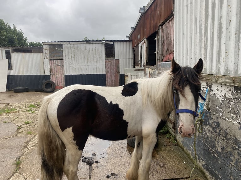 Cob Étalon 2 Ans 152 cm Léopard in Malton