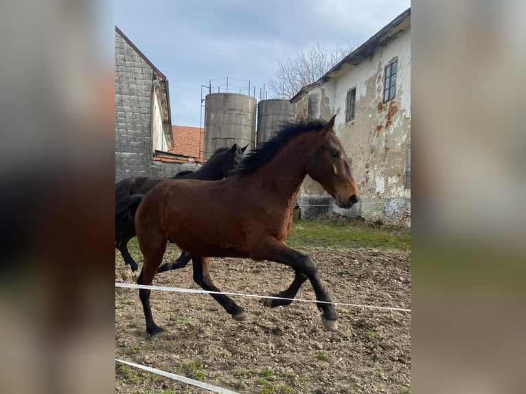 Cob Croisé Étalon 2 Ans 165 cm Bai in Rettenbach