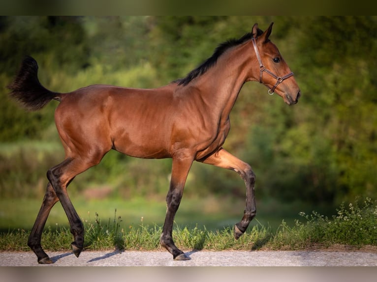 Cob Croisé Étalon 2 Ans 165 cm Bai in Rettenbach