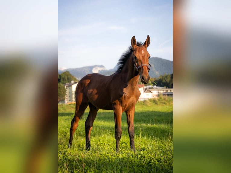 Cob Croisé Étalon 2 Ans 165 cm Bai in Rettenbach