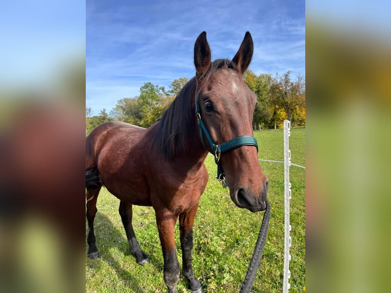 Cob Croisé Étalon 2 Ans 165 cm Bai in Rettenbach