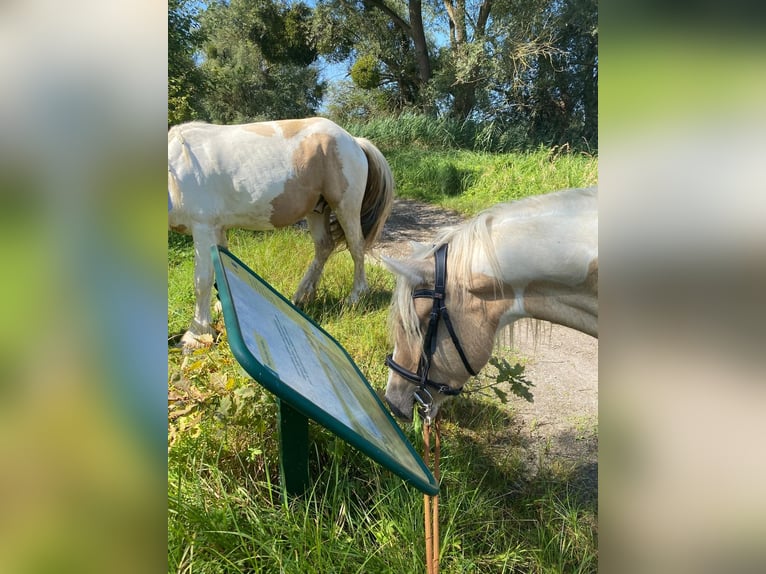 Cob Étalon 3 Ans 138 cm Palomino in Mothern