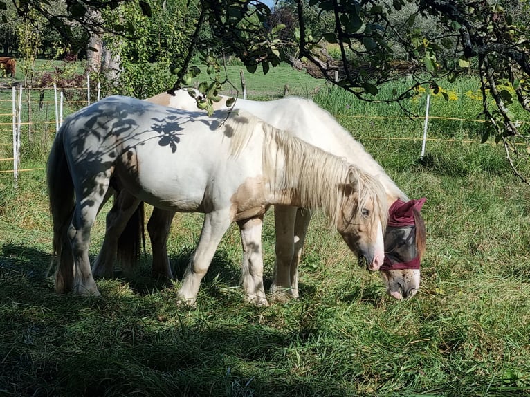 Cob Étalon 3 Ans 138 cm Palomino in Mothern