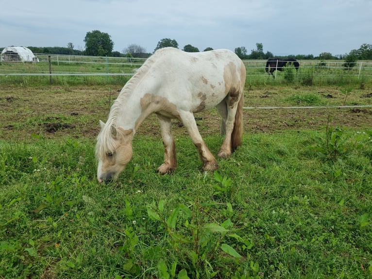 Cob Étalon 3 Ans 138 cm Palomino in Mothern