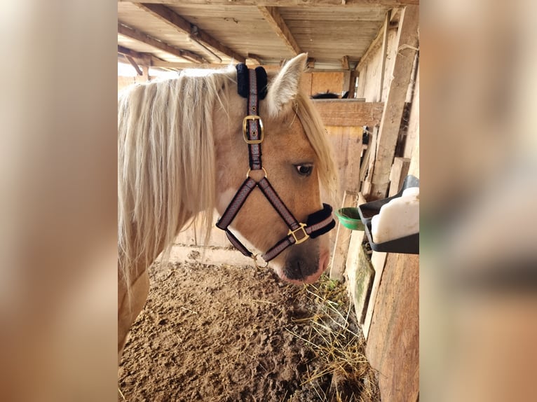 Cob Étalon 3 Ans 138 cm Palomino in Mothern