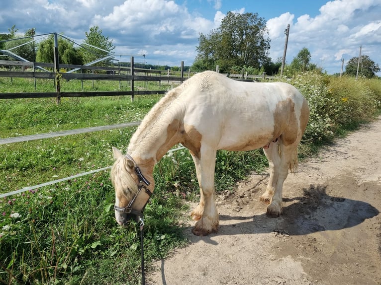 Cob Étalon 3 Ans 138 cm Palomino in Mothern