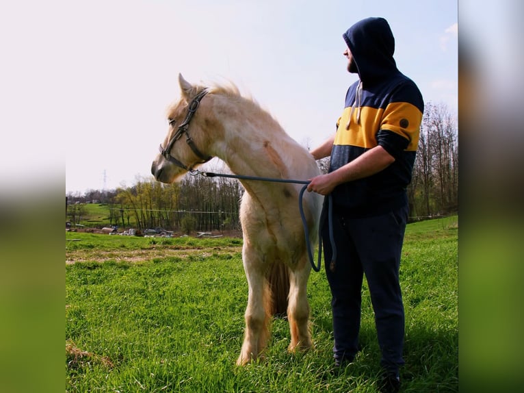 Cob Étalon 3 Ans 138 cm Palomino in Mothern