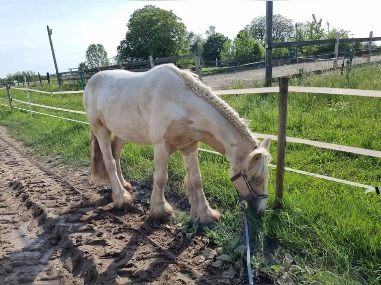 Cob Étalon 3 Ans 138 cm Palomino in Mothern