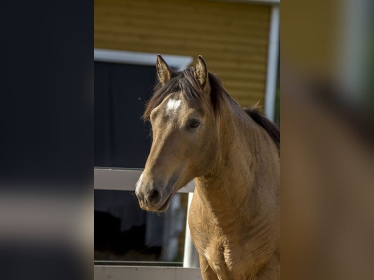 Cob Étalon 3 Ans 144 cm Buckskin in Kauda