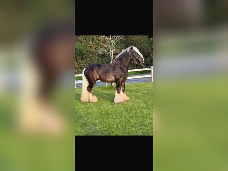 Cob Étalon 4 Ans 147 cm Bai in Galway