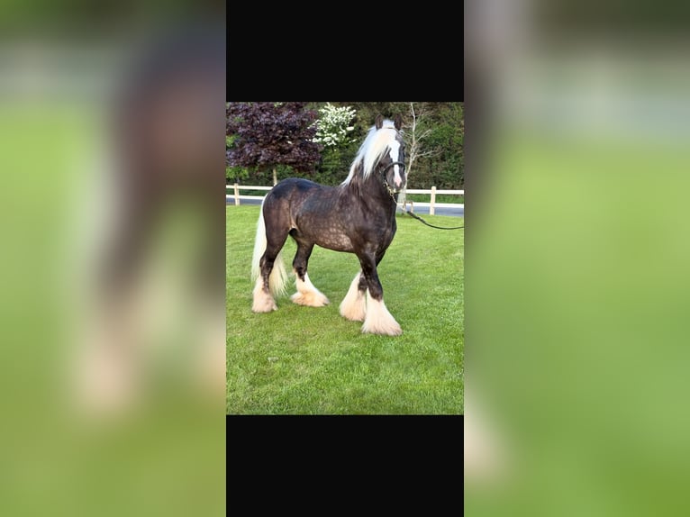Cob Étalon 4 Ans 148 cm Bai in Galway