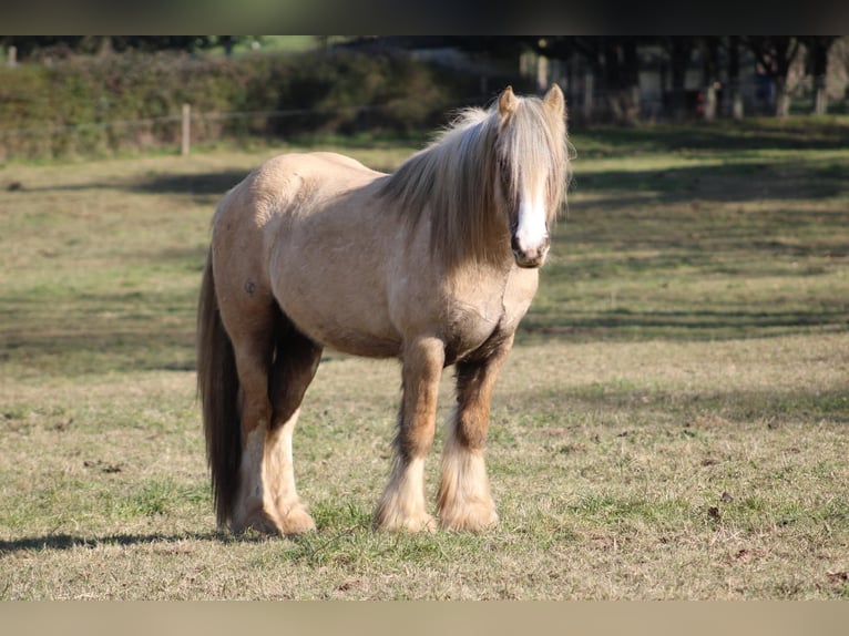 Cob Étalon 5 Ans 145 cm Palomino in Orléans