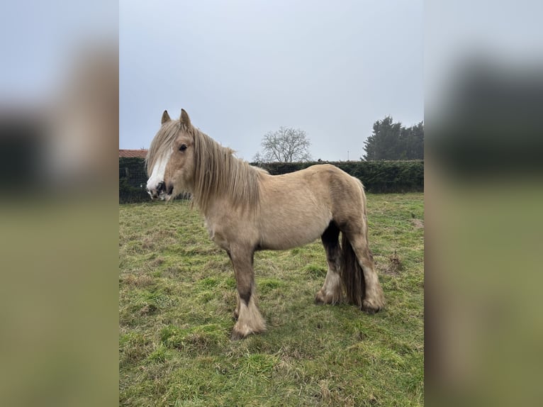 Cob Étalon 5 Ans 145 cm Palomino in Orléans