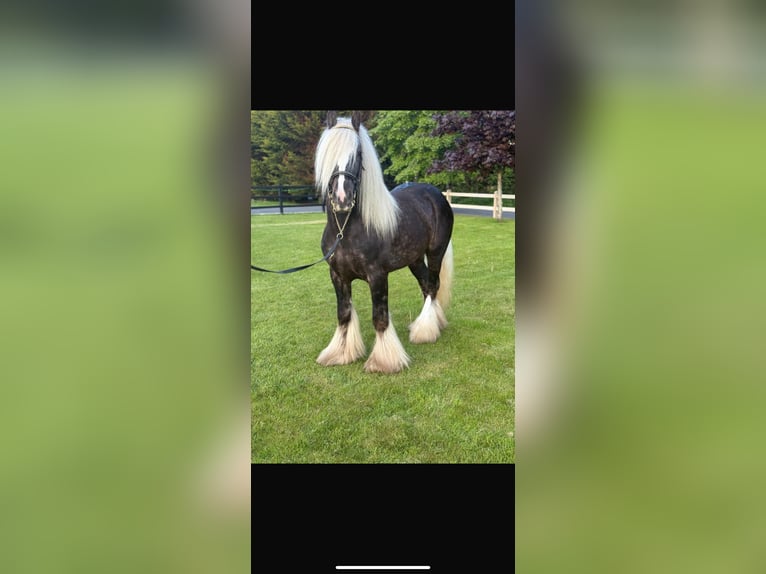 Cob Étalon 5 Ans 147 cm Gris pommelé in Ireland