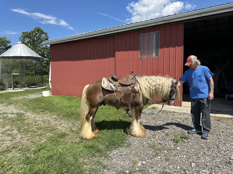 Cob Étalon 6 Ans 119 cm Bai clair in Lima, New York