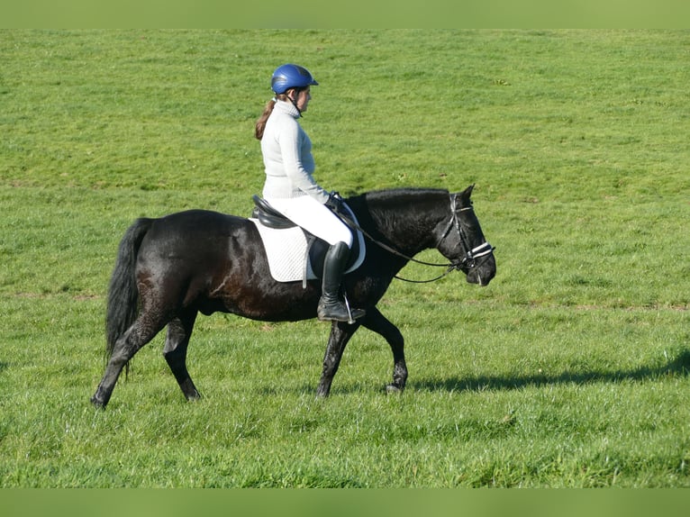 Cob Gelding 10 years 13,2 hh Black in Ganschow