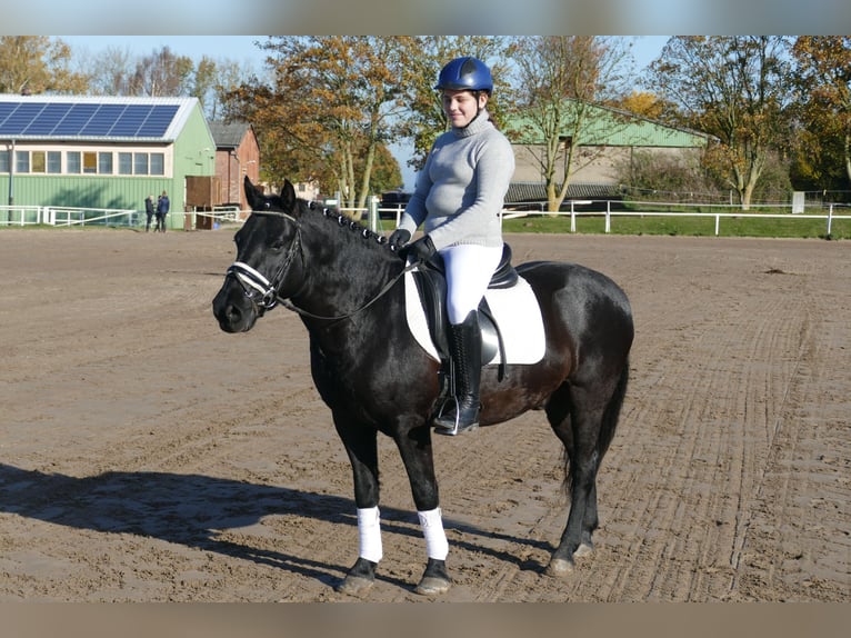 Cob Gelding 10 years 13,2 hh Black in Ganschow