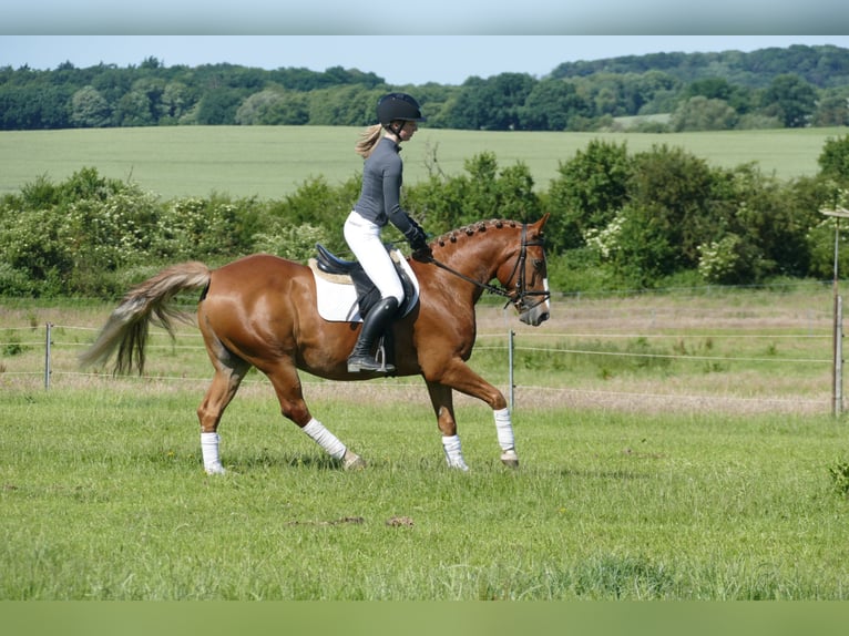 Cob Gelding 10 years 13,2 hh Chestnut-Red in Ganschow