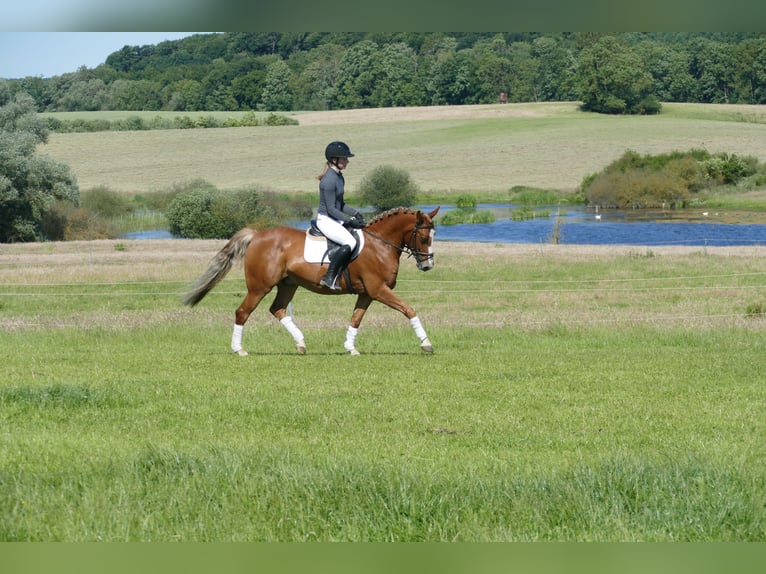 Cob Gelding 10 years 13,2 hh Chestnut-Red in Ganschow