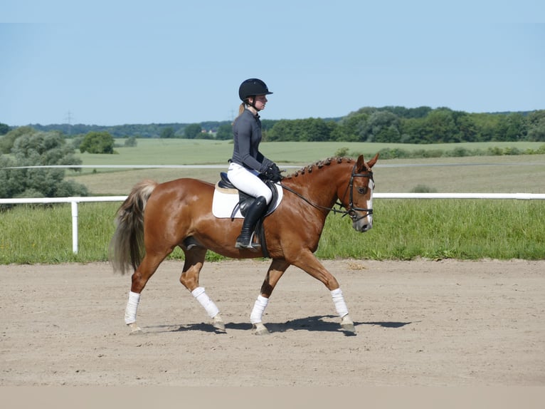 Cob Gelding 10 years 13,2 hh Chestnut-Red in Ganschow
