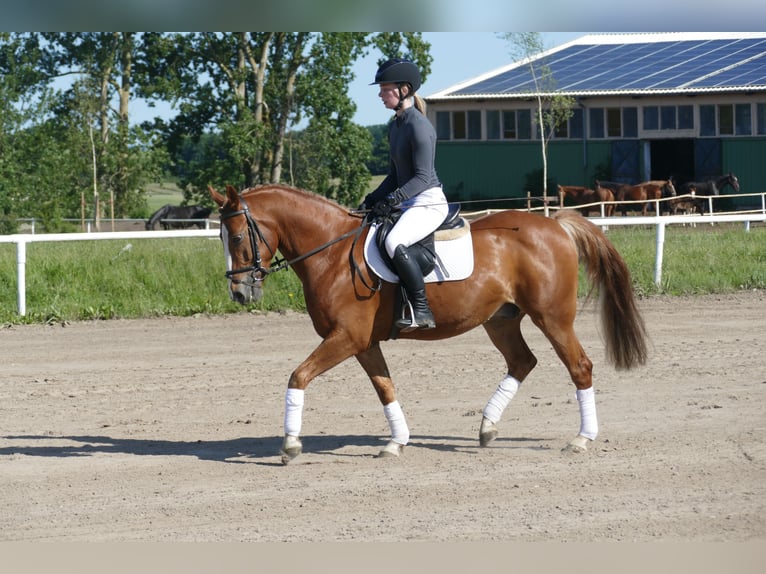 Cob Gelding 10 years 13,2 hh Chestnut-Red in Ganschow