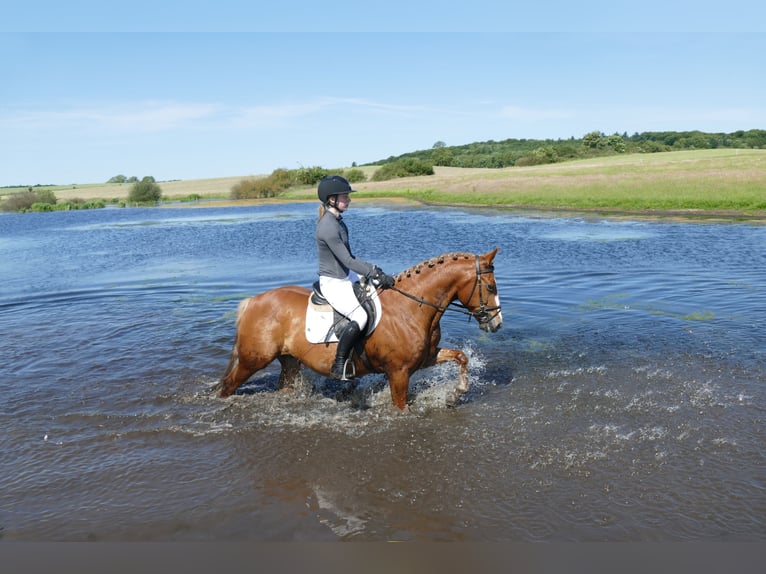 Cob Gelding 10 years 13,2 hh Chestnut-Red in Ganschow