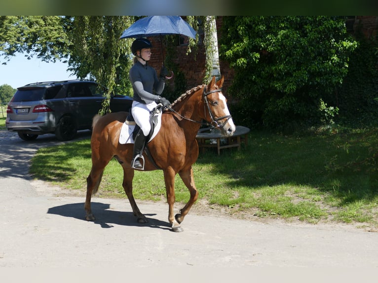 Cob Gelding 10 years 13,2 hh Chestnut-Red in Ganschow
