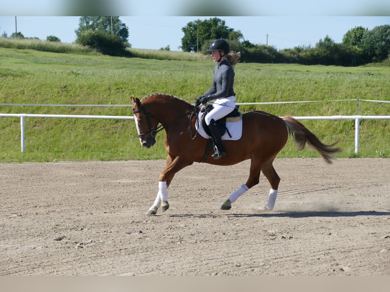Cob Gelding 10 years 13,2 hh Chestnut-Red in Ganschow