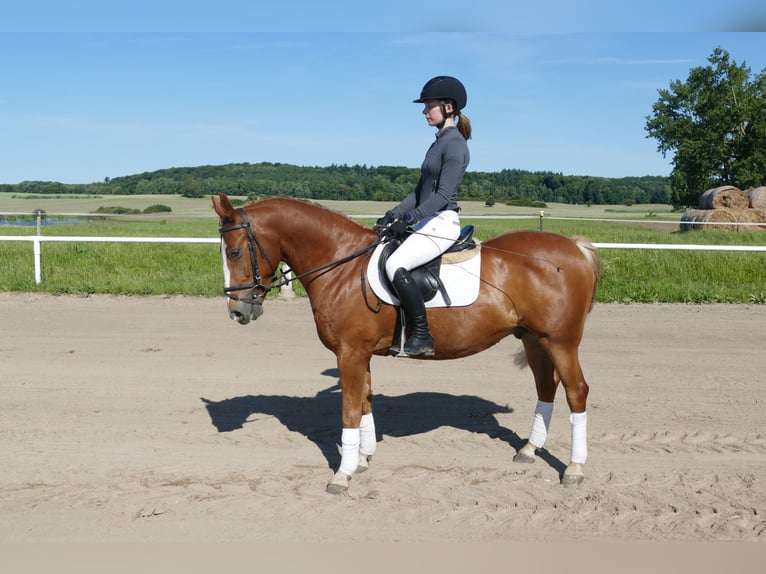 Cob Gelding 10 years 13,2 hh Chestnut-Red in Ganschow