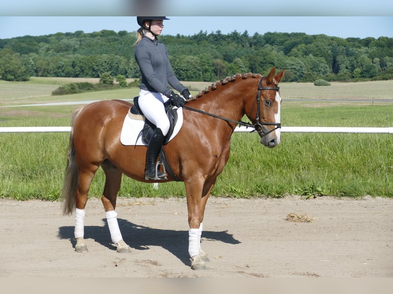 Cob Gelding 10 years 13,2 hh Chestnut-Red in Ganschow