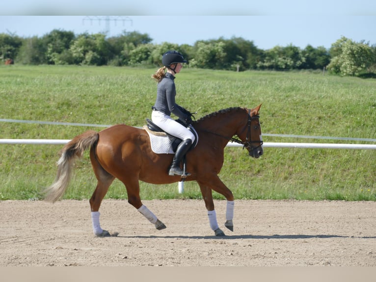 Cob Gelding 10 years 13,2 hh Chestnut-Red in Ganschow