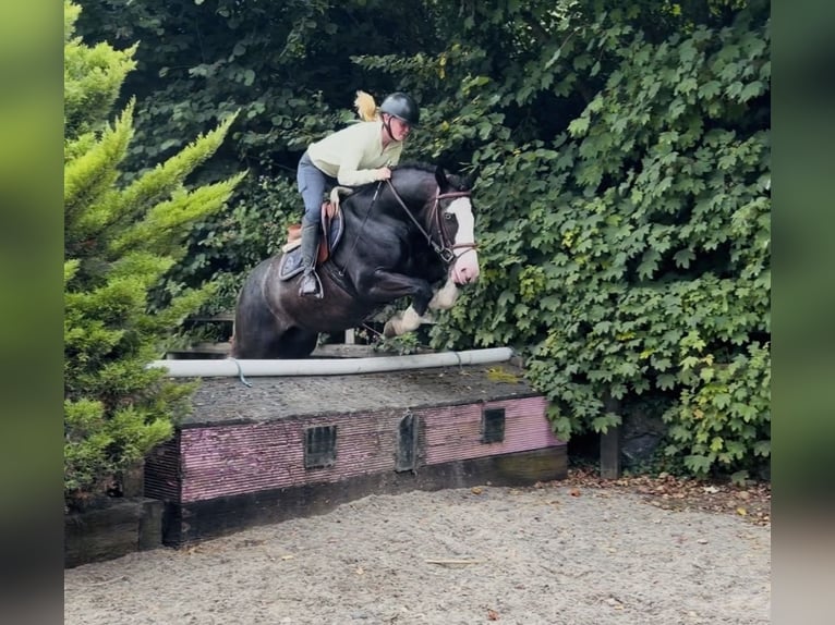 Cob Gelding 10 years 14.1 hh Black in Mountrath, Co. Laois