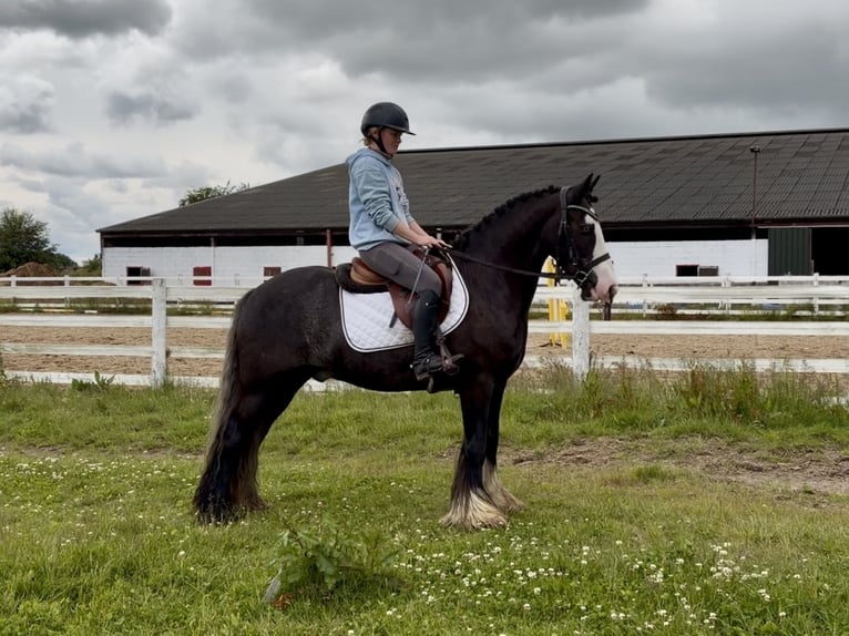 Cob Gelding 10 years 14.2 hh Black in Laois