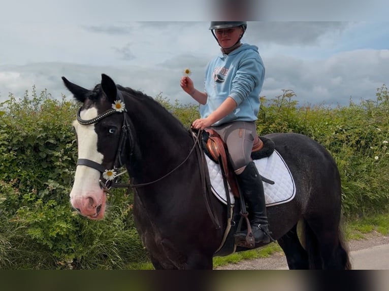Cob Gelding 10 years 14.2 hh Black in Laois