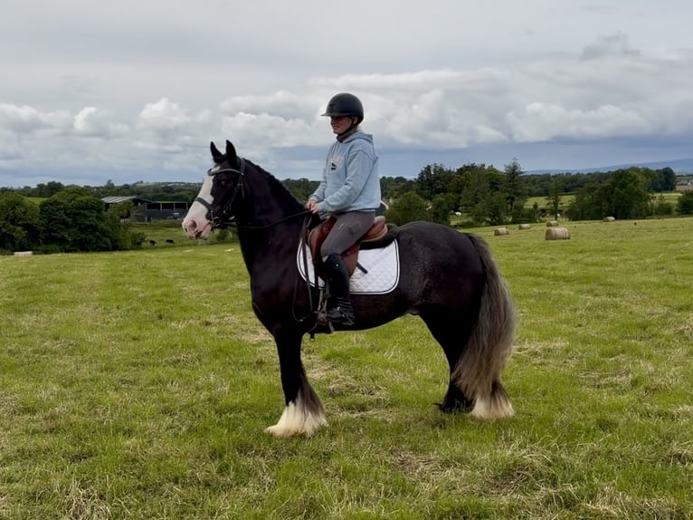 Cob Gelding 10 years 14.2 hh Black in Laois