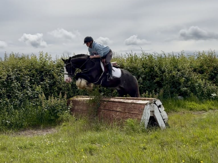 Cob Gelding 10 years 14.2 hh Black in Laois