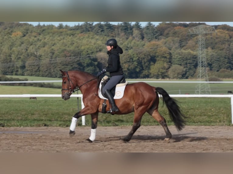 Cob Gelding 10 years 14,2 hh Brown in Gutow