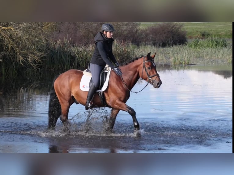 Cob Gelding 10 years 14,2 hh Brown in Gutow