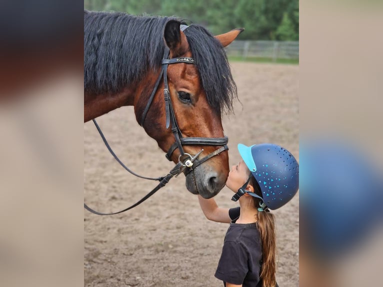 Cob Gelding 10 years 14,2 hh Brown in Gutow