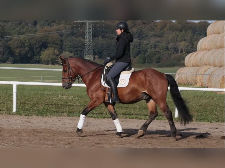 Cob Gelding 10 years 14,2 hh Brown in Gutow