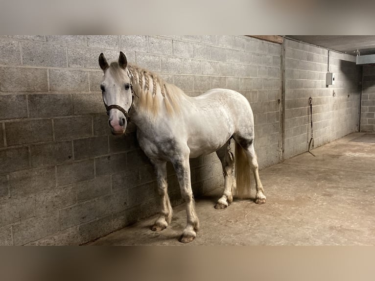 Cob Gelding 10 years 15,1 hh Gray in Heusden-Zolder