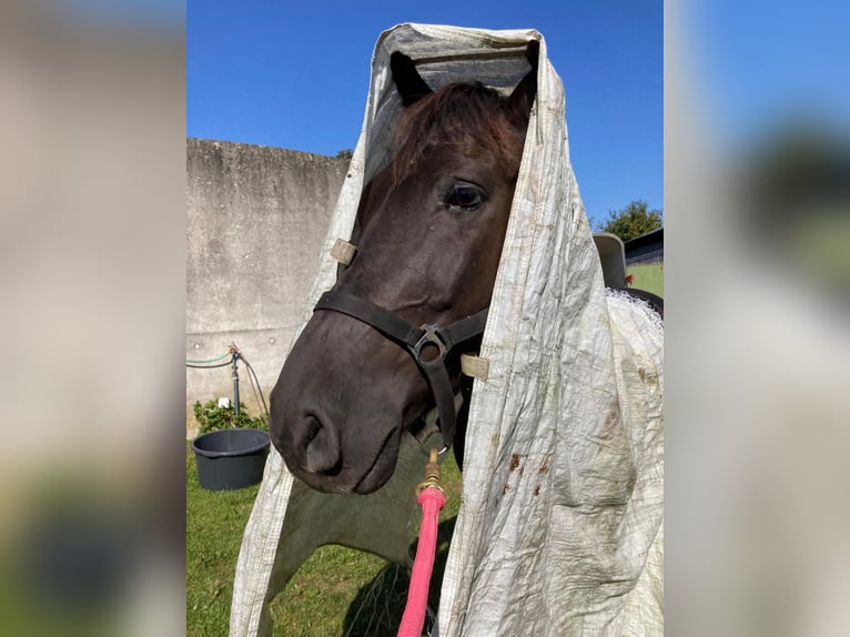 Cob Gelding 10 years Black in Neumünster