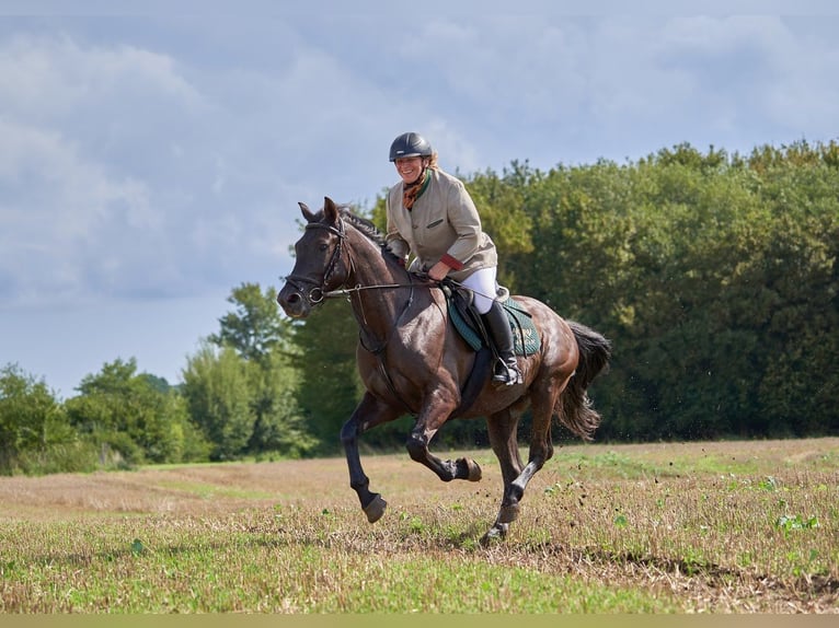 Cob Gelding 10 years Black in Neumünster