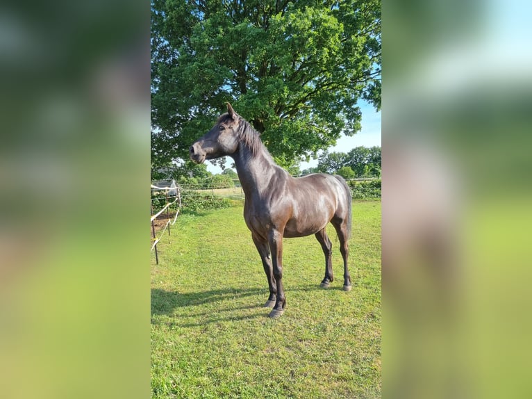 Cob Gelding 10 years Black in Neumünster