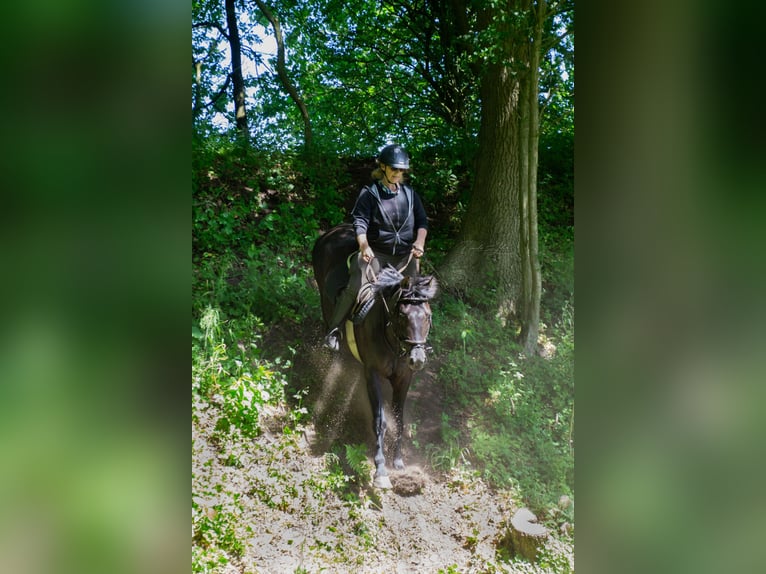Cob Gelding 10 years Black in Neumünster