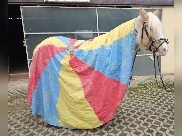 Cob Gelding 11 years 14 hh Pinto in Bad Camberg