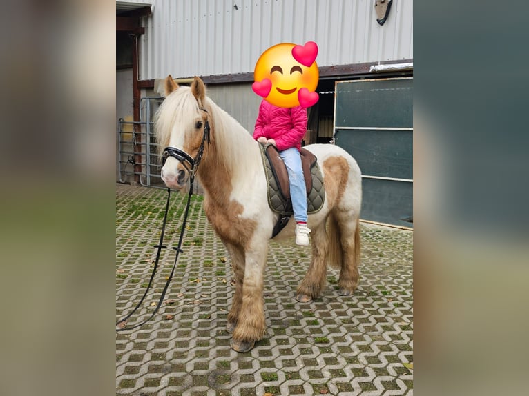 Cob Gelding 11 years 14 hh Pinto in Bad Camberg