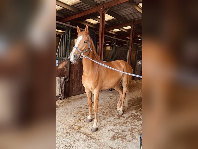 Cob Gelding 11 years 15,1 hh Chestnut-Red in berson